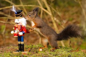 Eichhörnchen Fotobuch die Geschenkidee