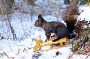 Eichhörnchen Fotobuch die Geschenkidee