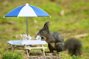 Eichhörnchen Fotobuch - Die Geschenkidee