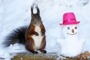 Eichhörnchen Fotobuch - Die Geschenkidee